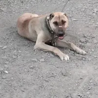 توله نر