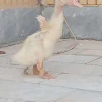 اردک