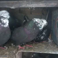 کنده کبوتر پر روزگاری