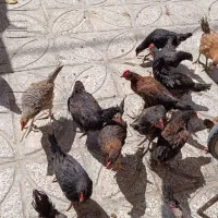 جوجه مرغ وخروس