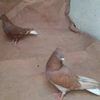 سرخ دم سفید جفت 800