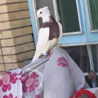 کفتر طوقی