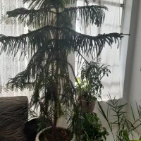 کاج مطبق|گل و گیاه طبیعی|نیشابور, شریعتی|دیوار