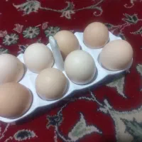تخم مرغ محلی دورشت و تازه