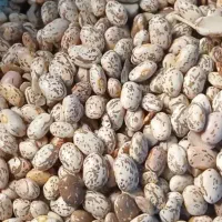 لوبیا چیتی