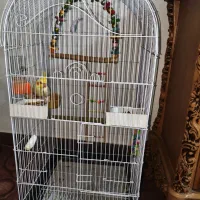 عروس هلندی سخنگو نر فول دستی