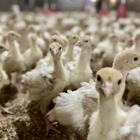 جوجه بوقلمون ۱۰ روزه بیوتی ۶