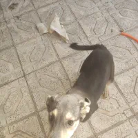 واگذاری سگ