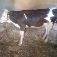 گاو جوان سیمینتال ۳عدد