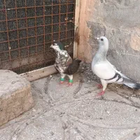کبوتر|پرنده|سبزوار, سجاد|دیوار