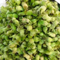 فندق تازه مغز پر