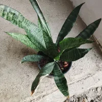 فروش‌گل
