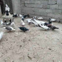 کفتر پرشی کبوتر پرشی