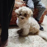 سگ شیتزو|سگ|یزد, |دیوار