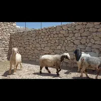 فروش تعدادی بز و میش و قوچ