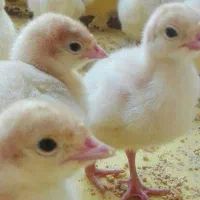 فروش ویژه بقلمون بیوتی ۶یک روزه