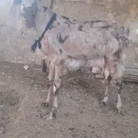 بز ابست دوقلوزل