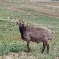 قوچ جوان