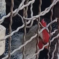 خروس