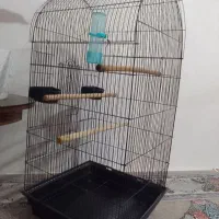 قفس عروس هلندی