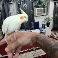 عروس پاریس.زرد رنگ.۴ماه