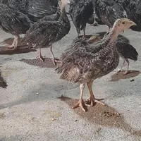 جوجه بوقلمون بوربون و برنز سینه پهن گاو و گوسفند