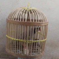 بلدرچین کوهی نر مست بخون ۲عدد