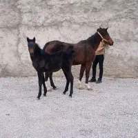 مادیان و کره ۸ماهه درجه ۱