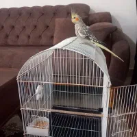 عروس هلندی