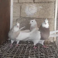 طوقی ماده خالدار ***