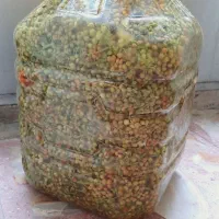 ترشی بنه تازه مال امسال