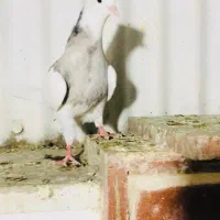 جوجه طوقی الماسی