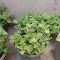 گل رز به تعداد