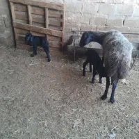 میش زاییده