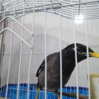 مرغ مینا سخنگو و آوازخوان