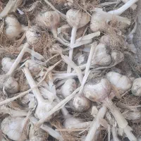 سیر|خوردنی و آشامیدنی|قزوین, |دیوار