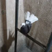 کفتر دم چتری