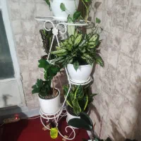 استند گل