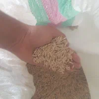 جو محلی بذری