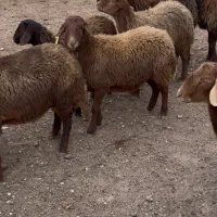13 راس بره ماده با بره