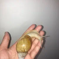 حلزون زینتی البینو