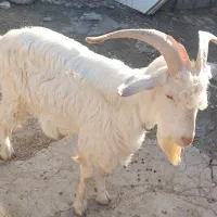 بز نر اصل سانن