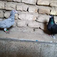 یه جفت سرور موشی عتیقه