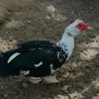 فروش اردک اسرایلی