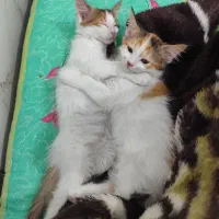 واگذاری موقت گربه