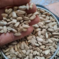 تخمه افتابگردان براکاشت
