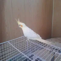 عروس هلندی نر