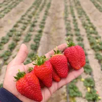 کارشناس کشاورزی