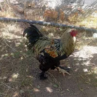 مرغ و غاز