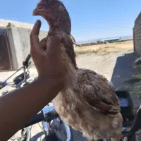 مرغ لاری جفت خار